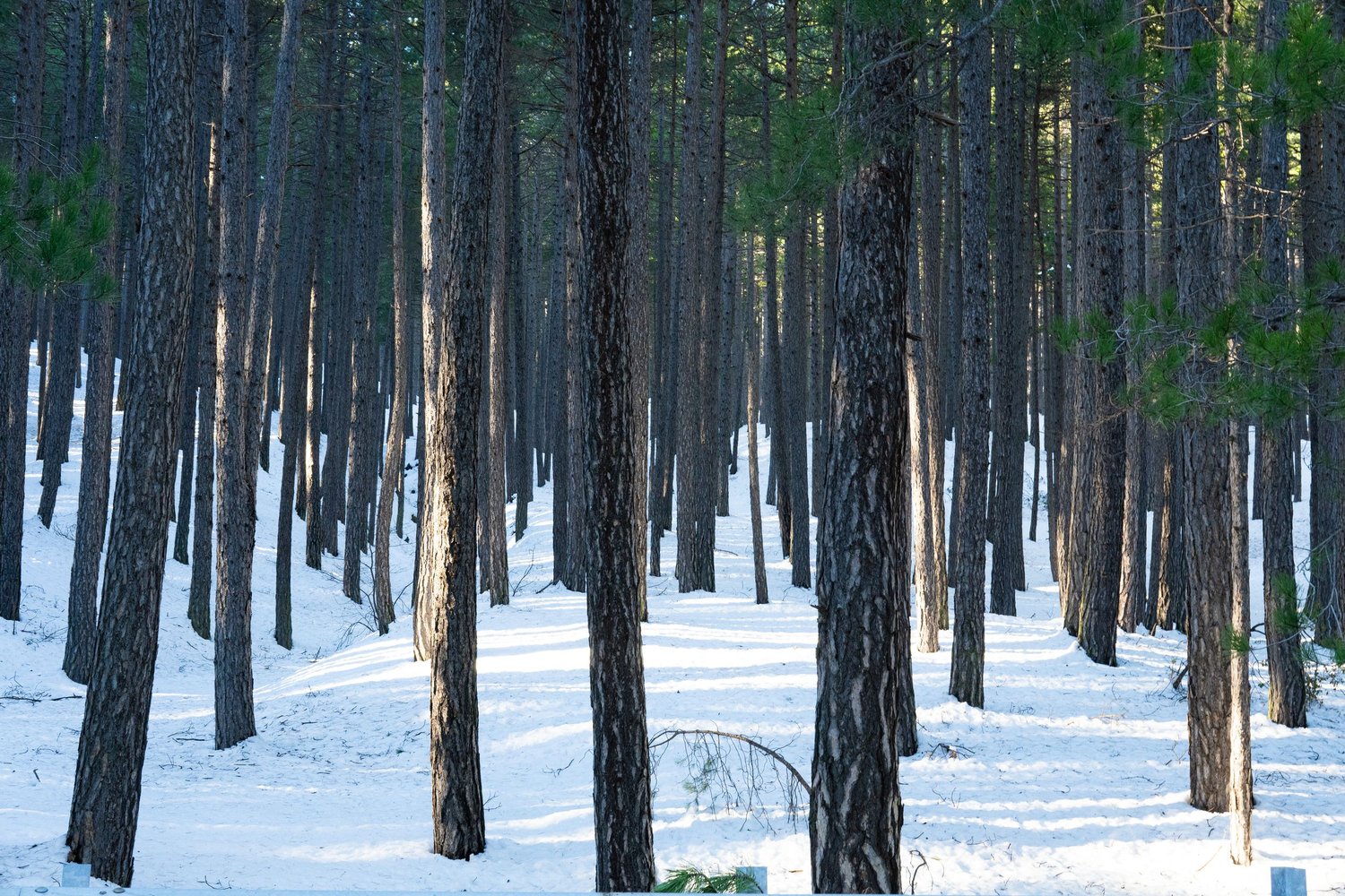 Bosco d’inverno, Etna, alberi scuri nella neve, fotografia C