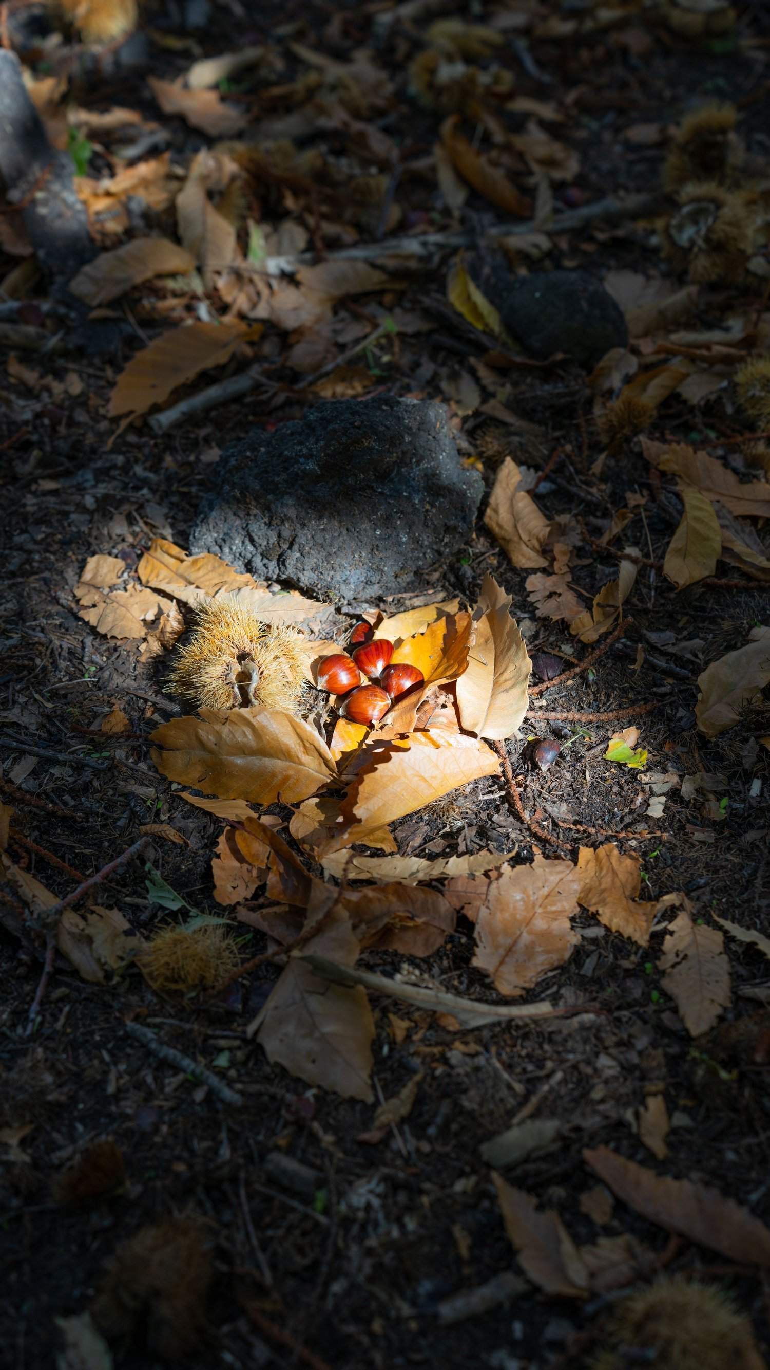 Chestnuts among the leaves, natural detail on the woodland floor, Etna.