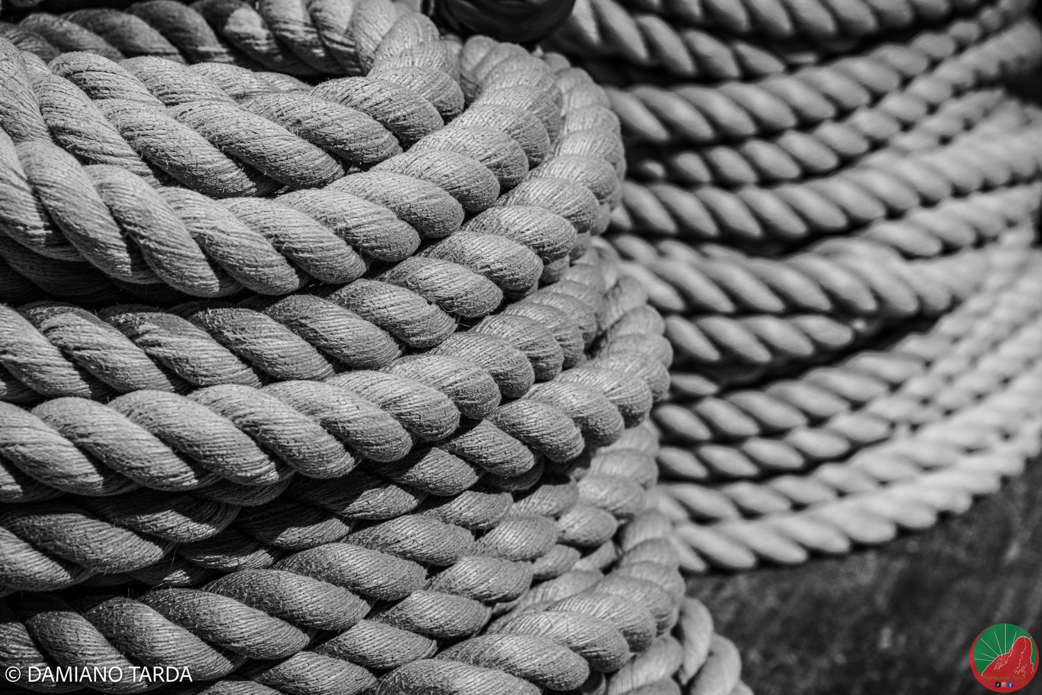 The cords of Saint Agatha's fercolo, pulled by devotees during the procession. Black and white photograph.