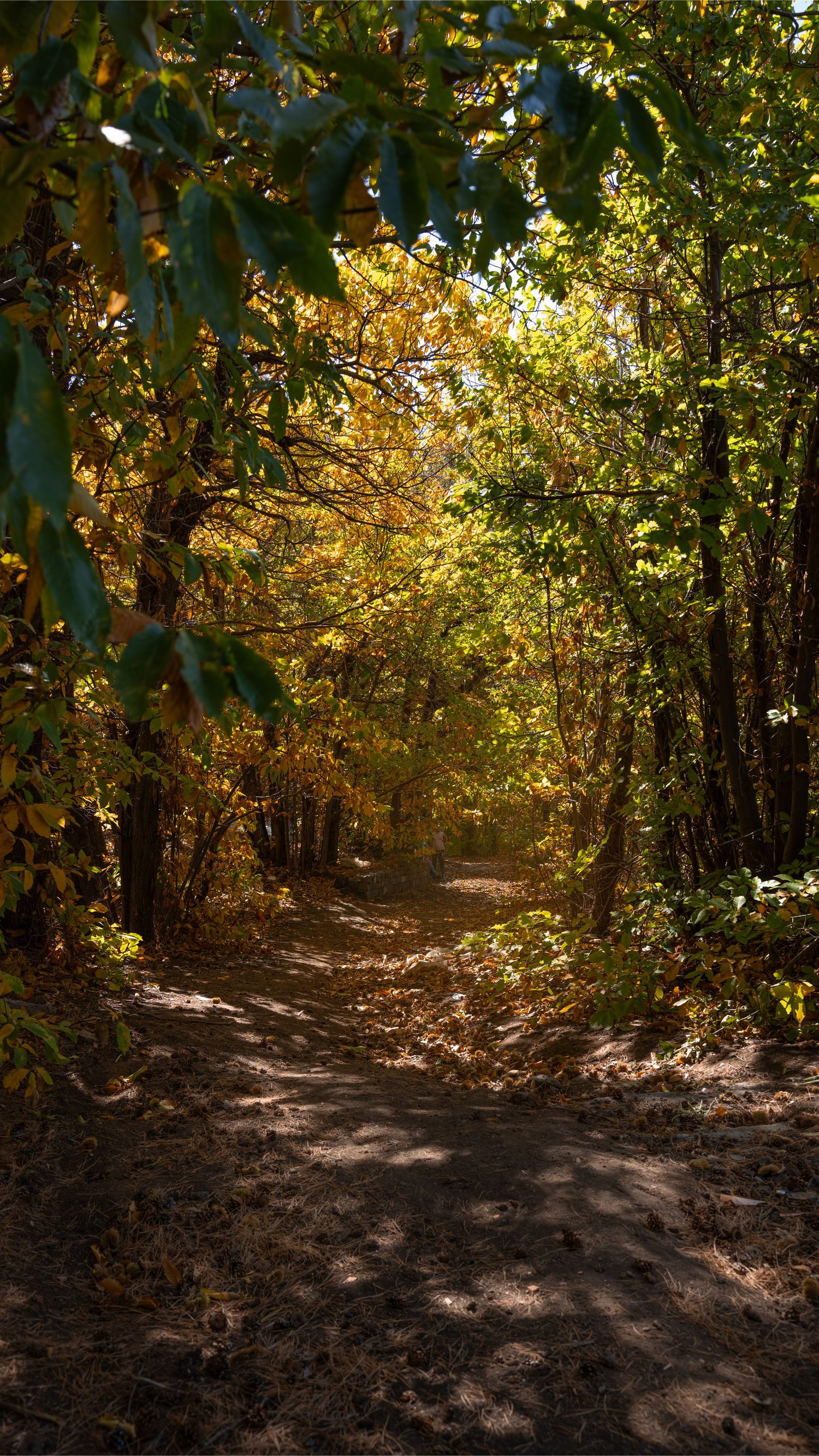 Path through autumn woods on Etna, contemplative nature photography.